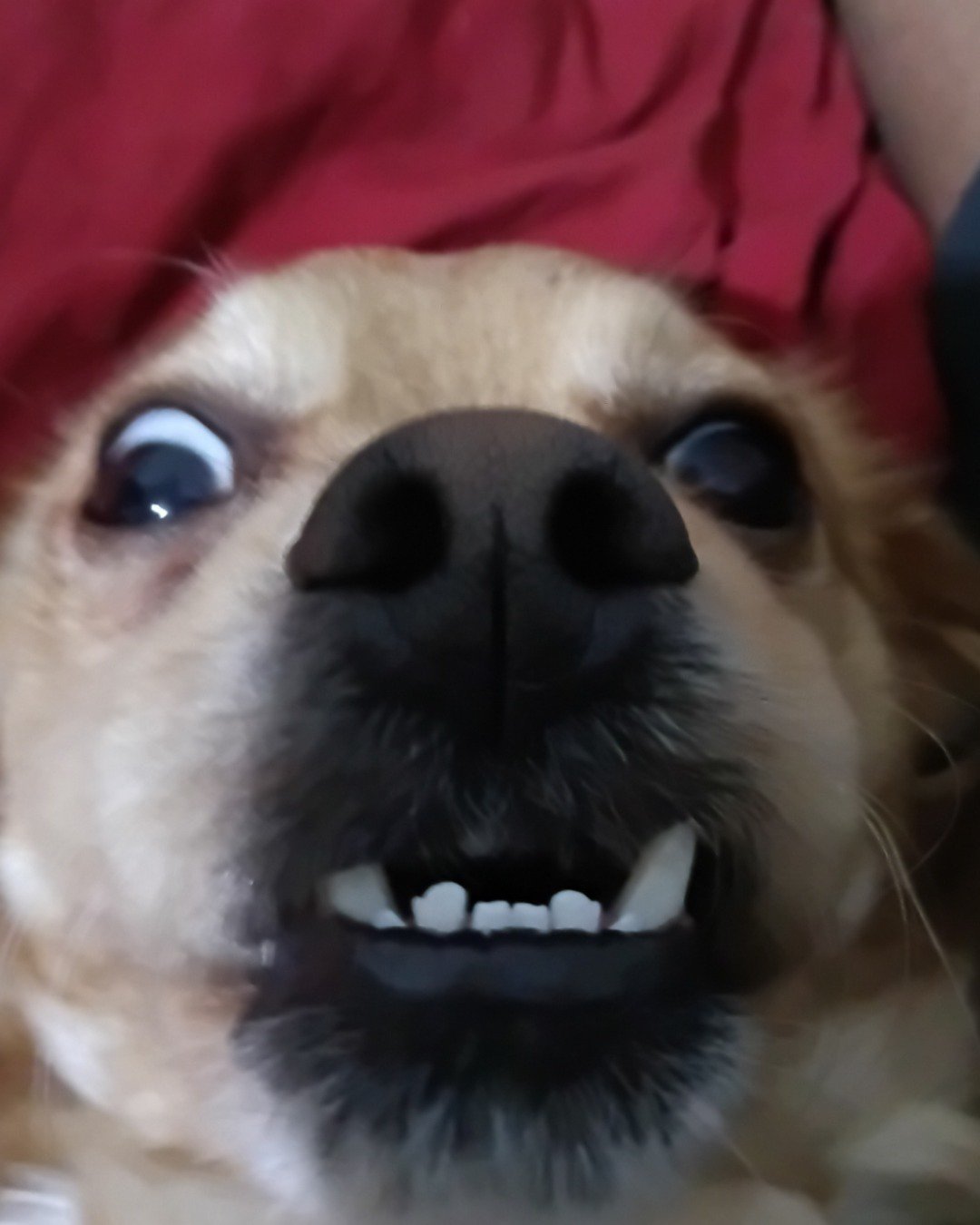 Yuri the PugZu. Body Part, Mouth, Person, Teeth, Dog, Puppy