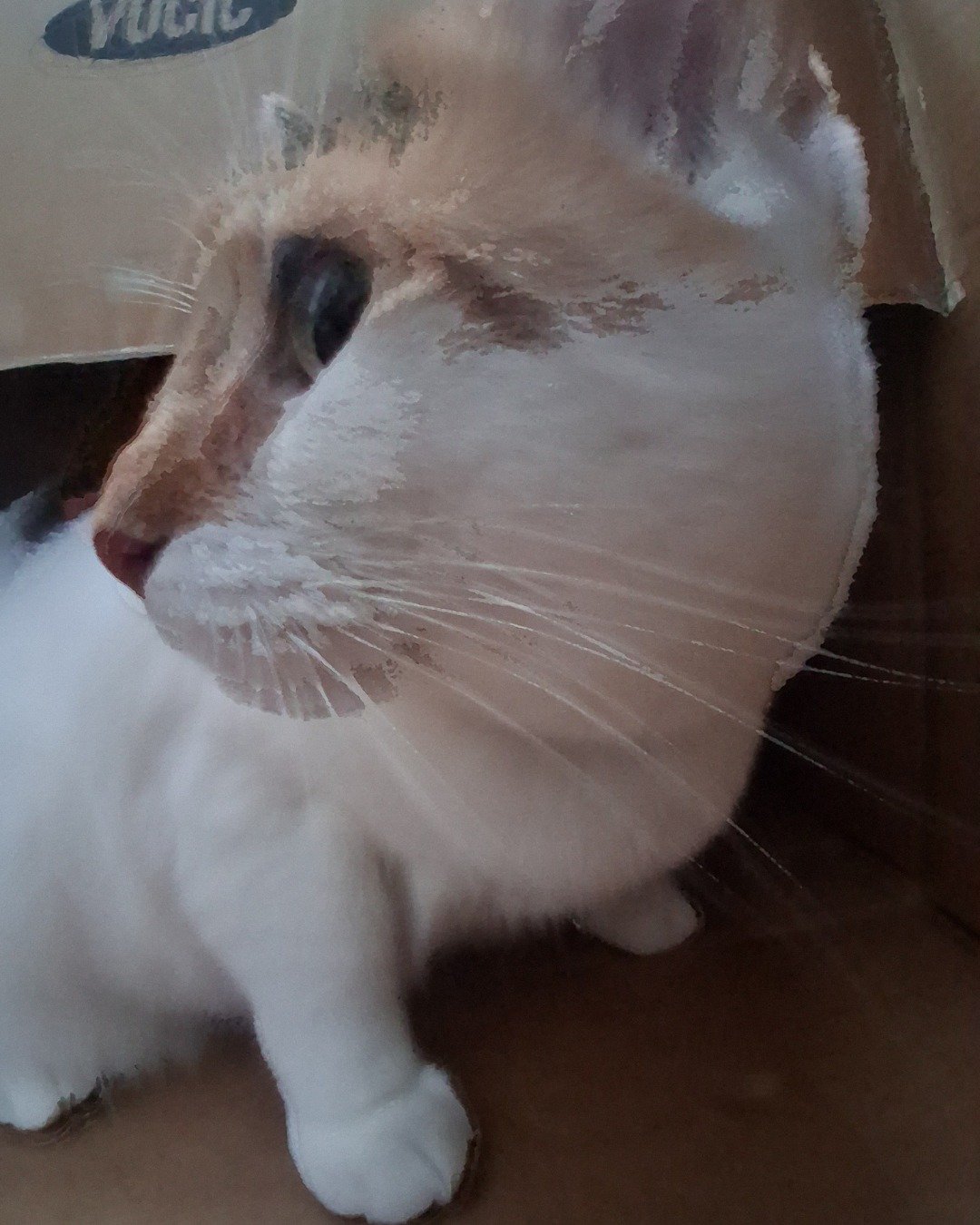 Callie the Calico maincoon. Cat, Kitten