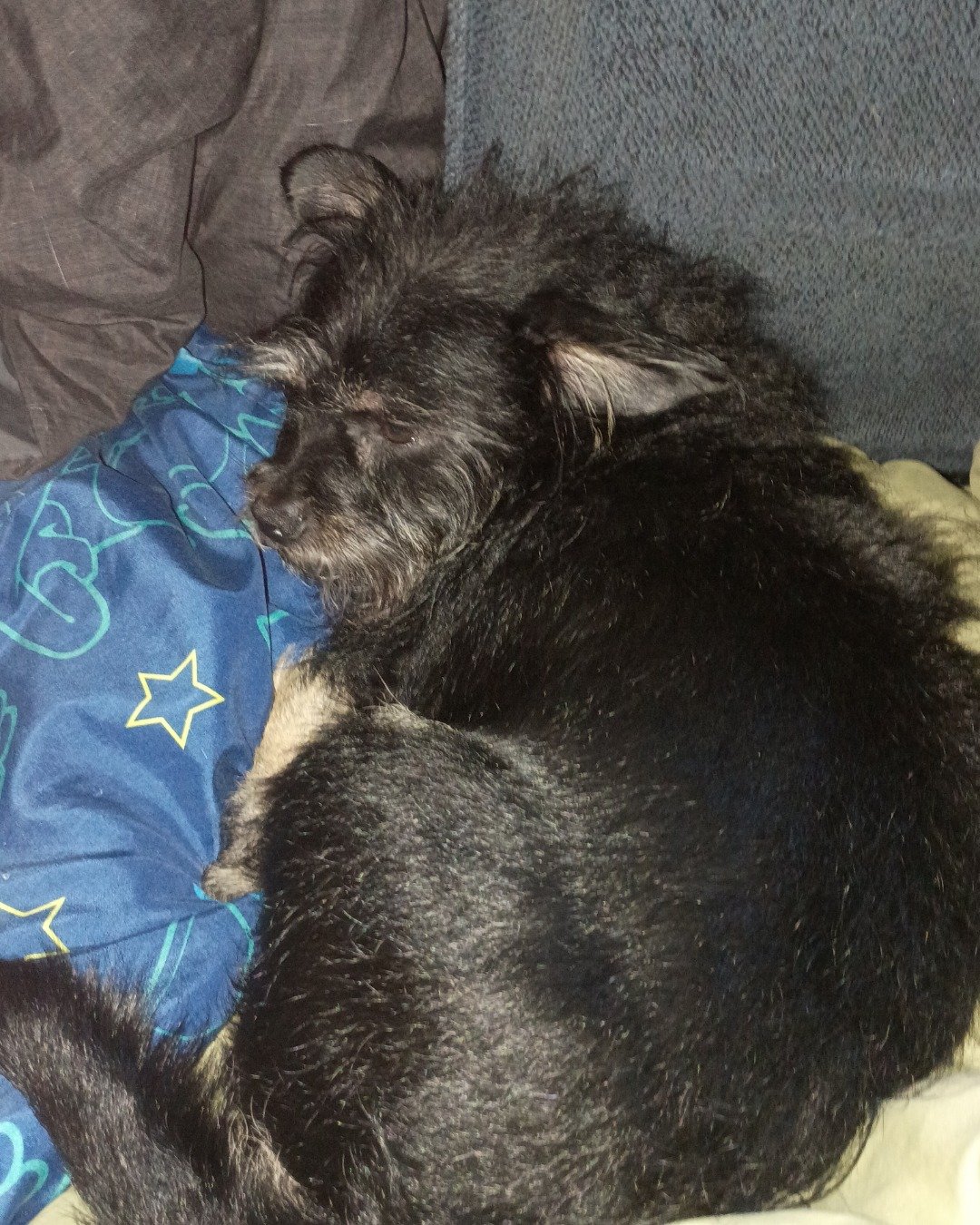 buddy the a teacup chihuahua. Dog