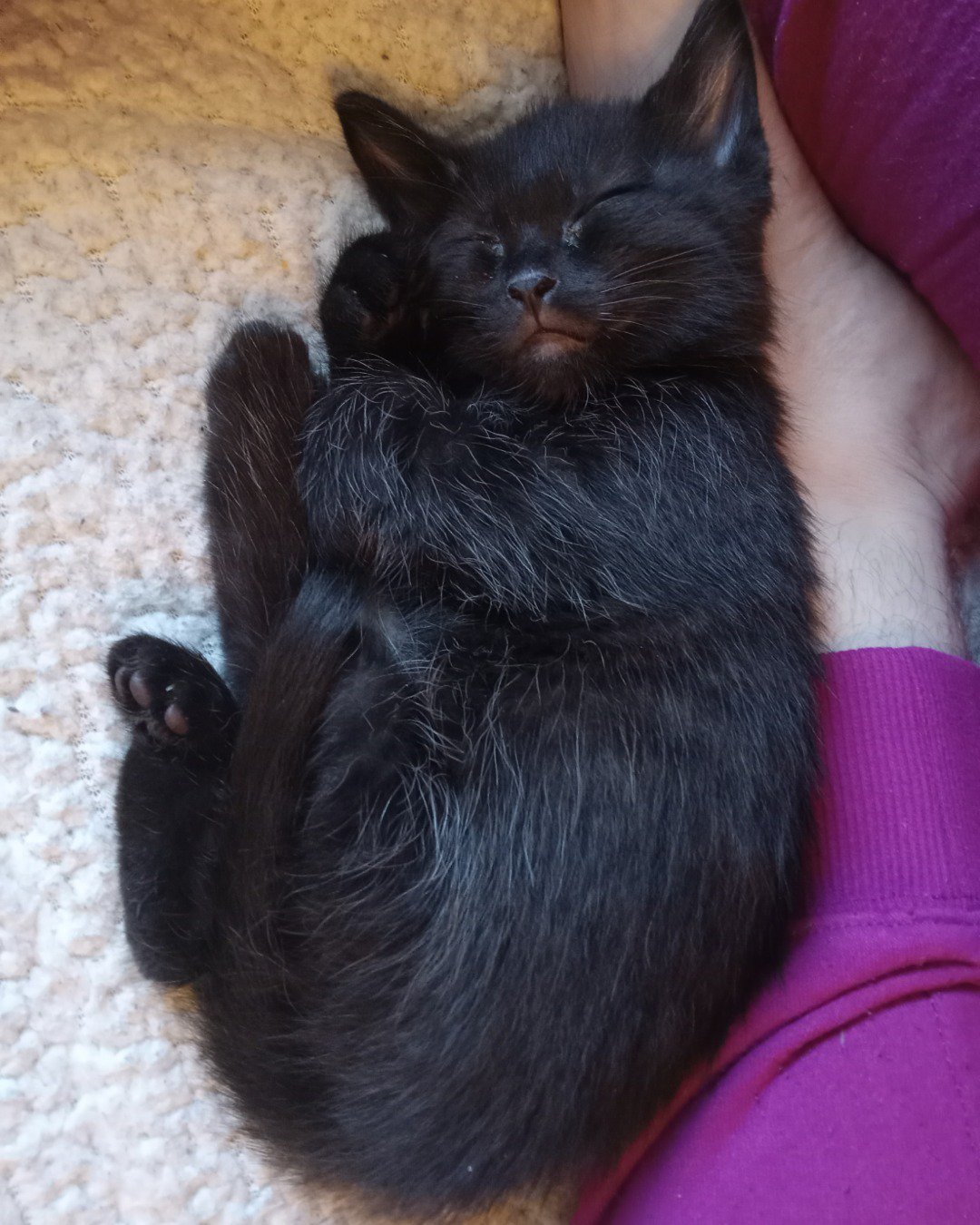 Danny. Cat, Kitten, Black Cat