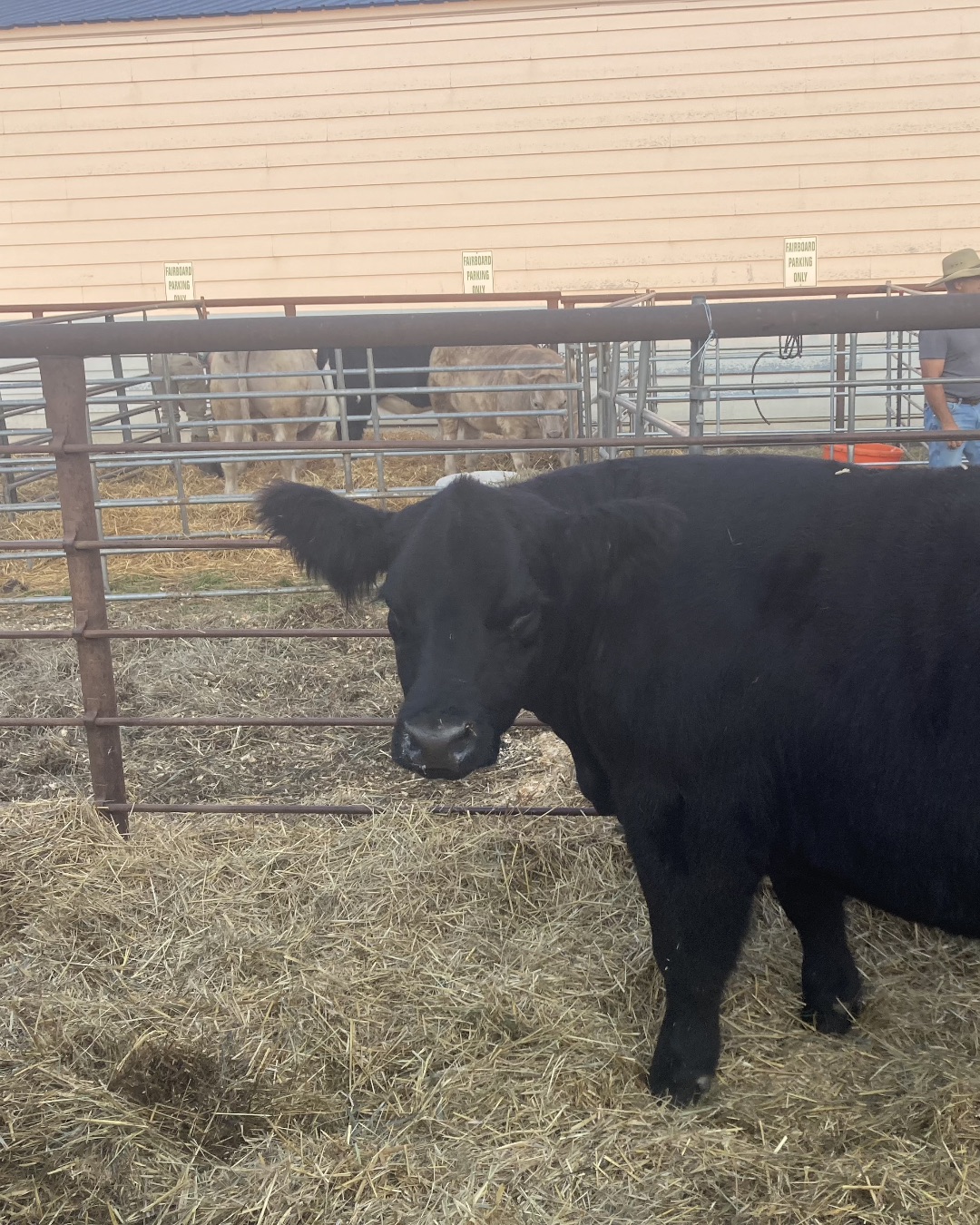 Blueberry — Cattle, Cow, Livestock, Bull, Angus, Person
