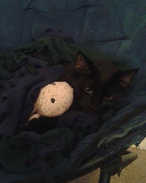 Sylvester the Unsure. Cat