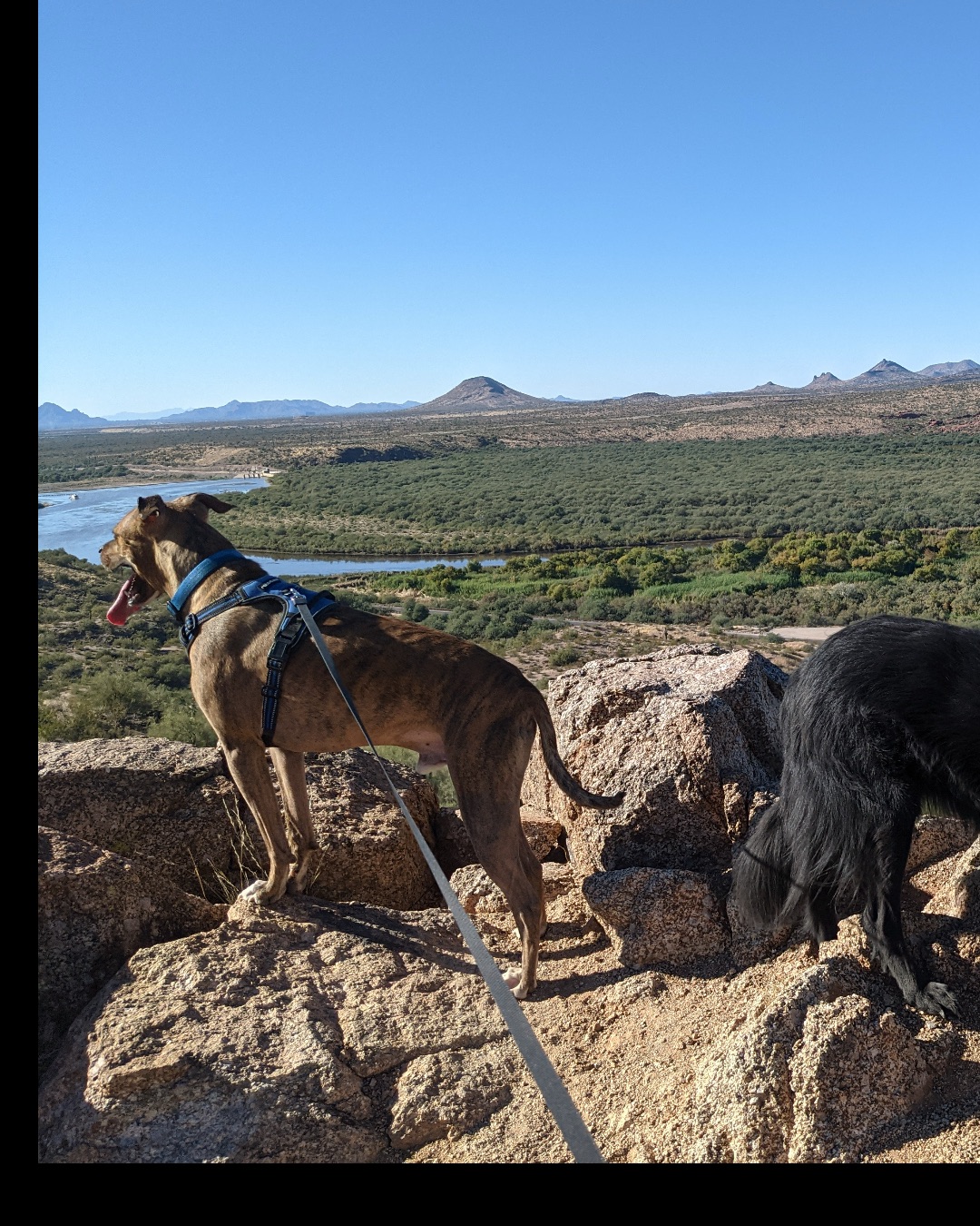 Cooper the Pitbull Mutt — Accessories, Strap, Rock, Dog, Outdoors, Soil