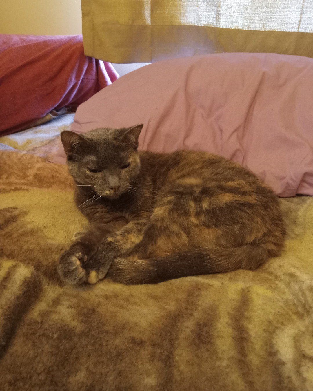 Jac the Tortoise shell. Cushion, Home Decor, Couch, Furniture, Cat, Blanket