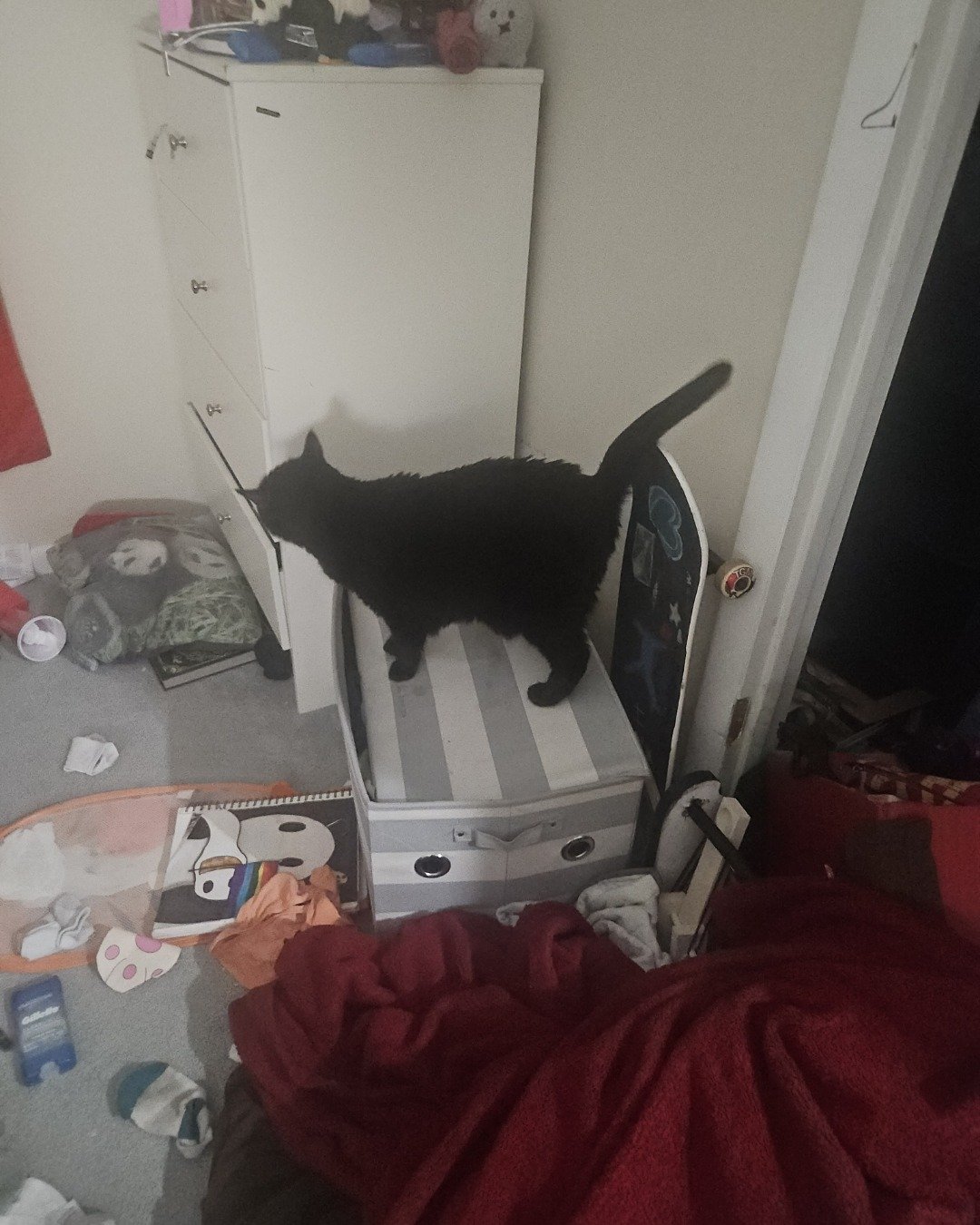 Wander the black cat. Indoors, Furniture, Cat, Cup, Bed, Bedroom