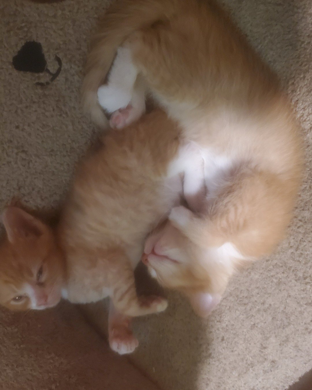 loner and dare devil. Cat, Kitten, Person, Sleeping