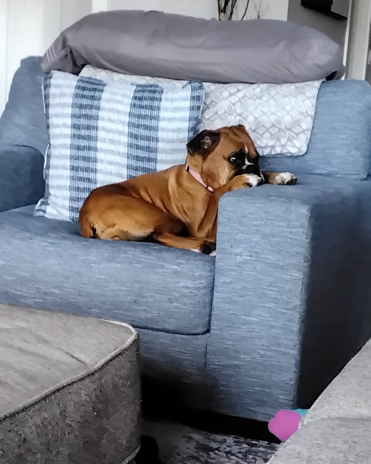 Niya the Boxer. Dog