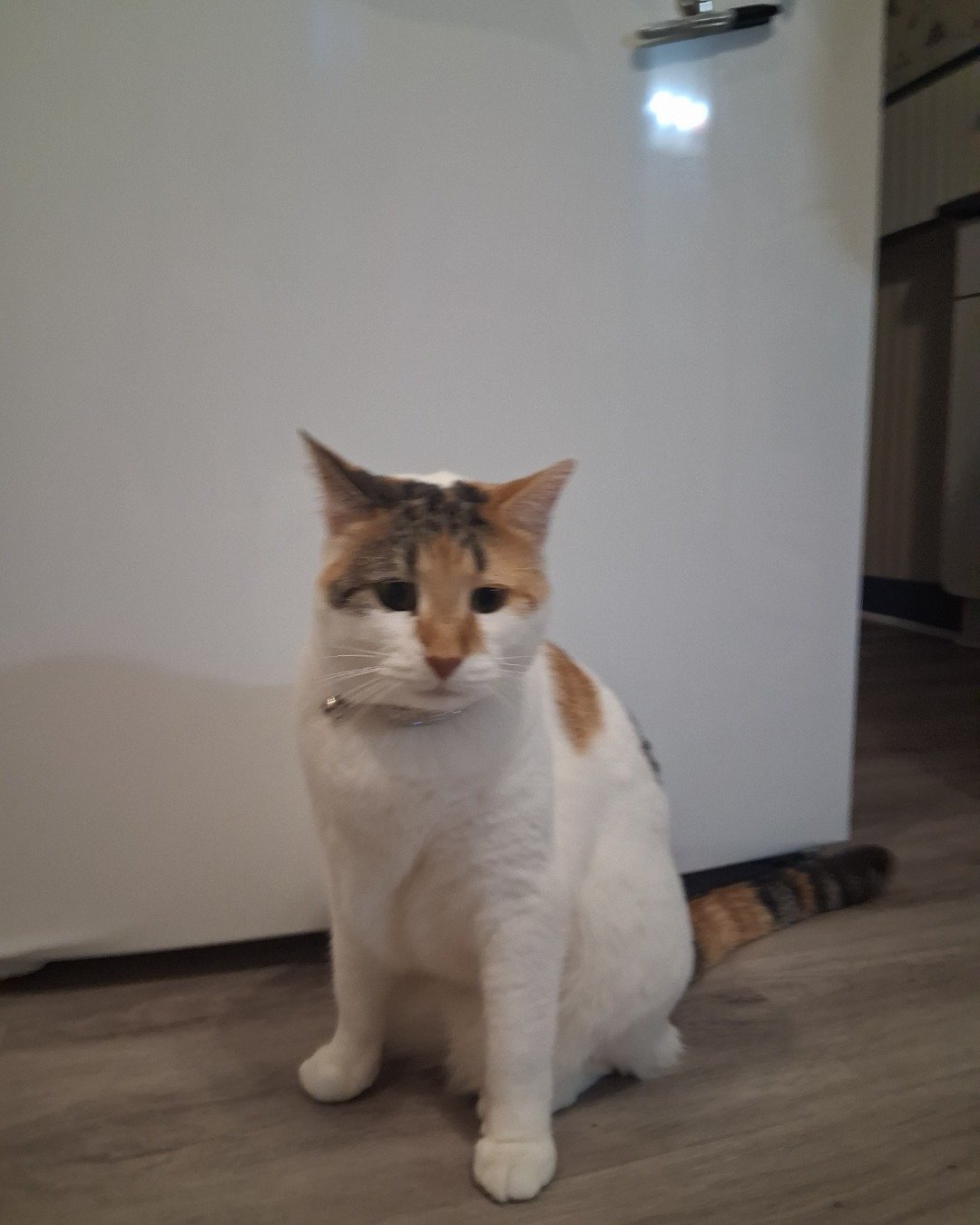 Callie the Calico maincoon. Floor, Flooring, Wood, Hardwood, Indoors, Interior Design