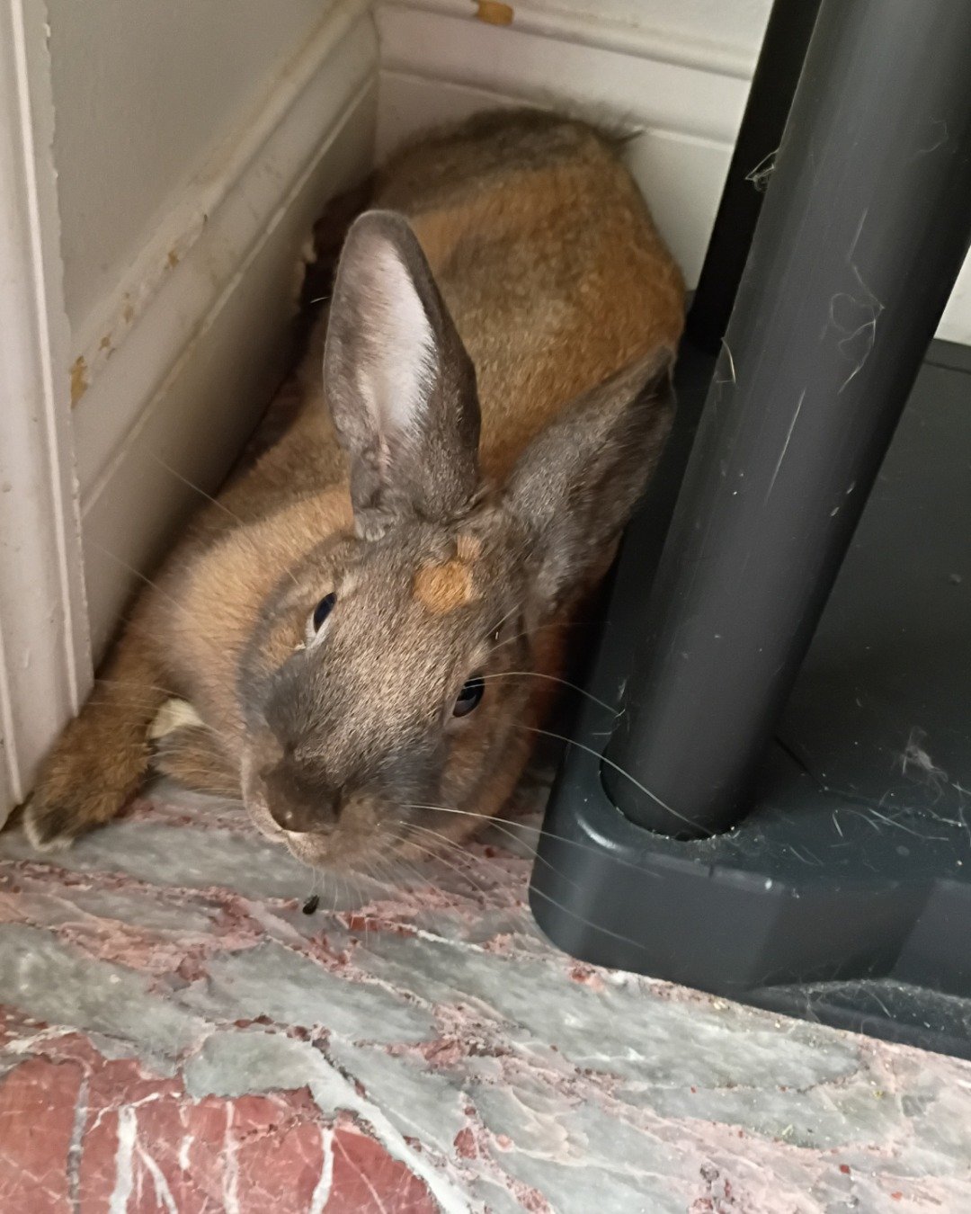 Dravina the Bunny. Rat, Rodent, Rabbit, Hare