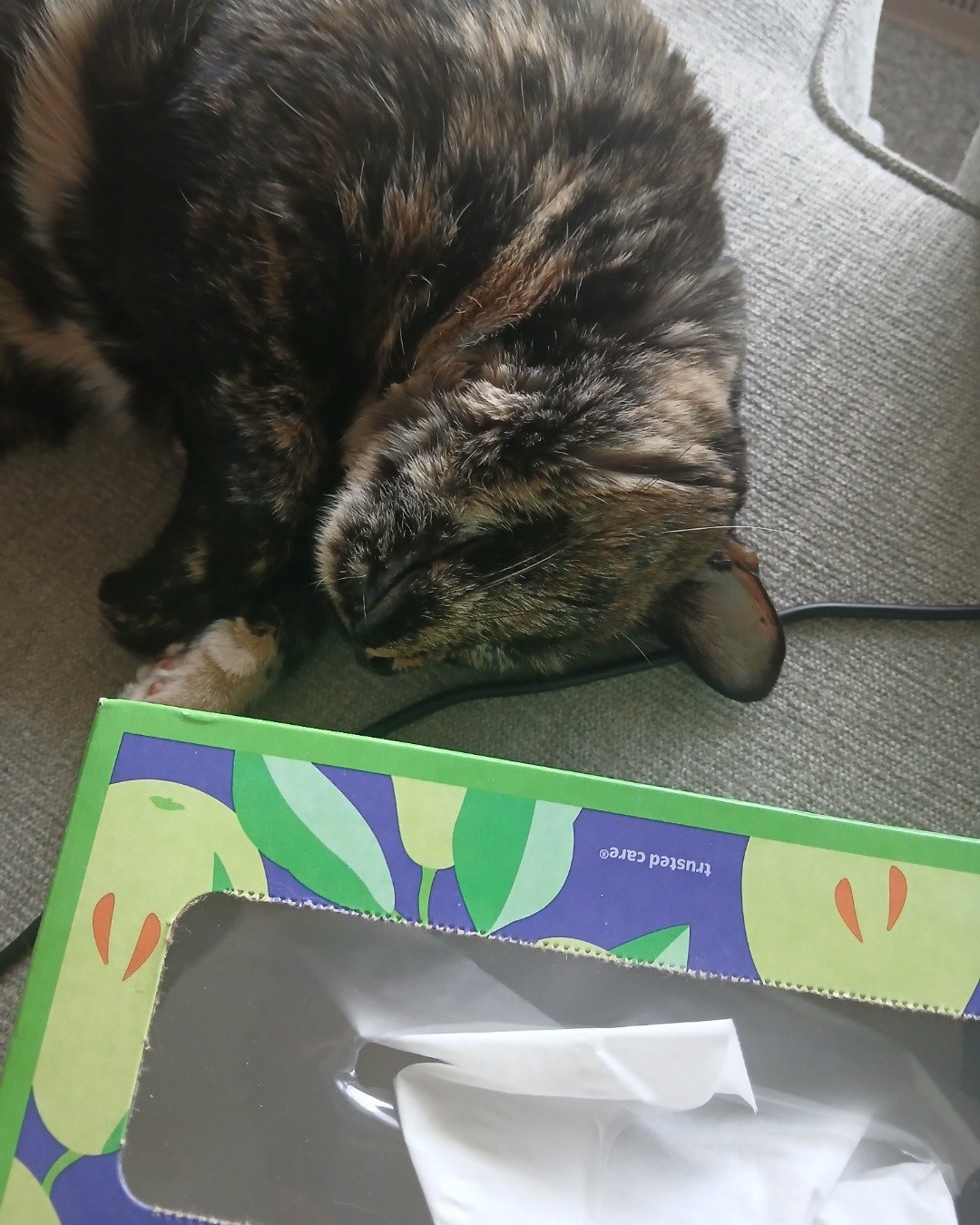 Sprinkles the tortoise shell (tortie). Furniture, Table, Cat, Indoors, Interior Design