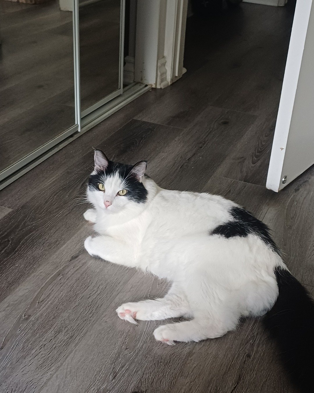 Manchhas the Tuxedo. Floor, Flooring, Wood, Hardwood, Door, Cat
