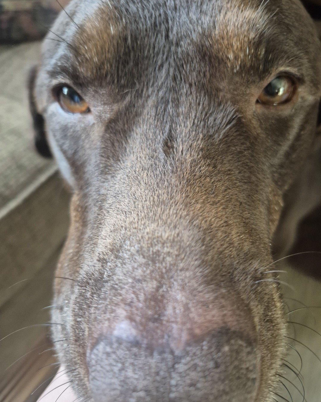 Roscoe the chocolate lab. Snout, Dog, Hound