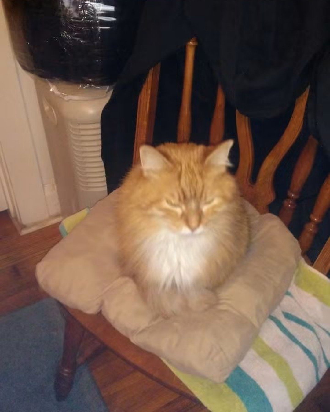 Baby. Cushion, Home Decor, Cat, Chair, Furniture
