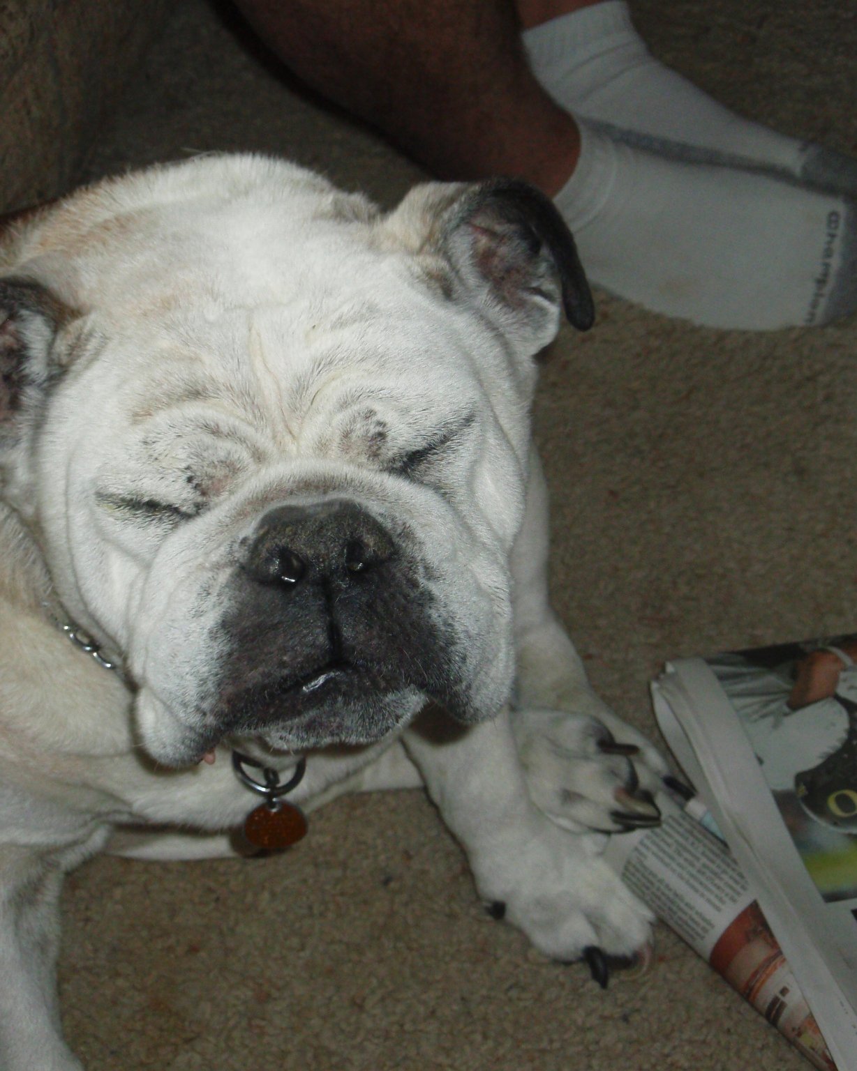 Niya the Boxer. Bulldog, Dog