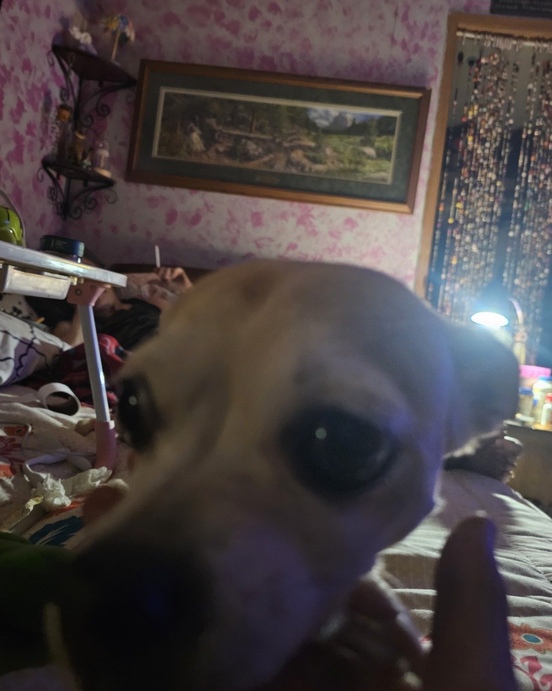 tootsie the Chihuahua. Person, Dog, Puppy, Indoors, Interior Design, Architecture