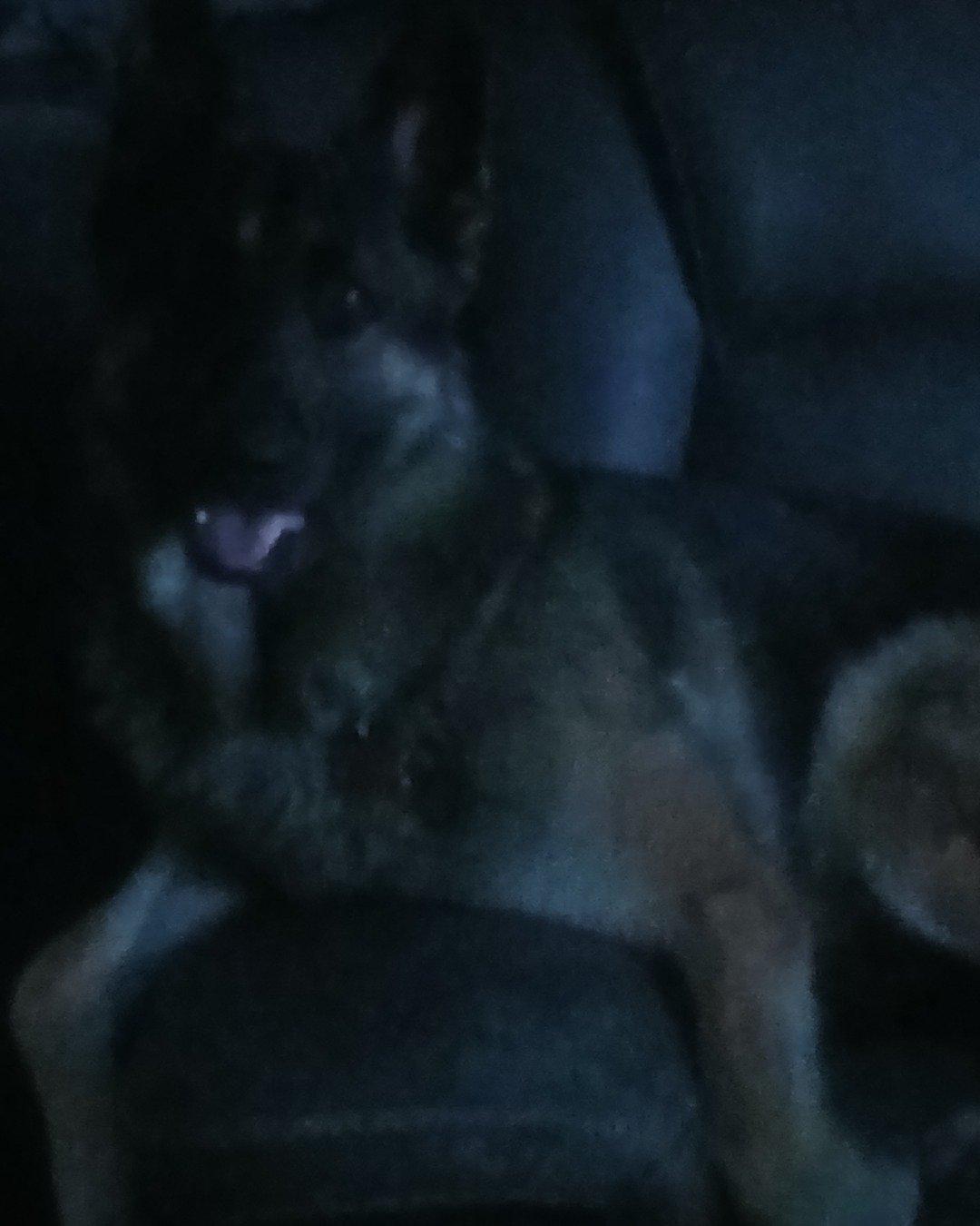 Toby. Dog, German Shepherd, Puppy