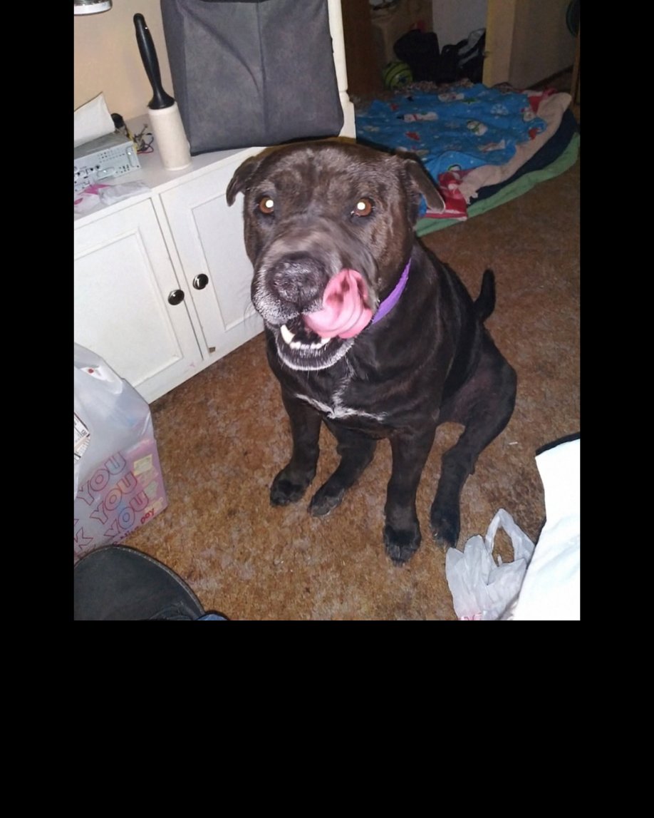 Purty Panda the shar pei  pitbull mix. Dog, Clothing, Footwear, Shoe