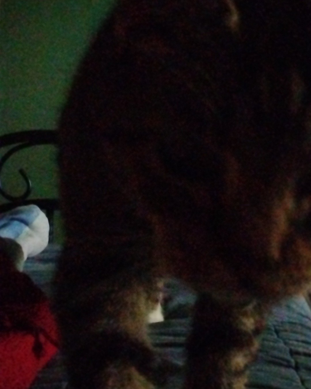 Shadow the Egyptian Tabby. Cat, Person, Couch, Furniture
