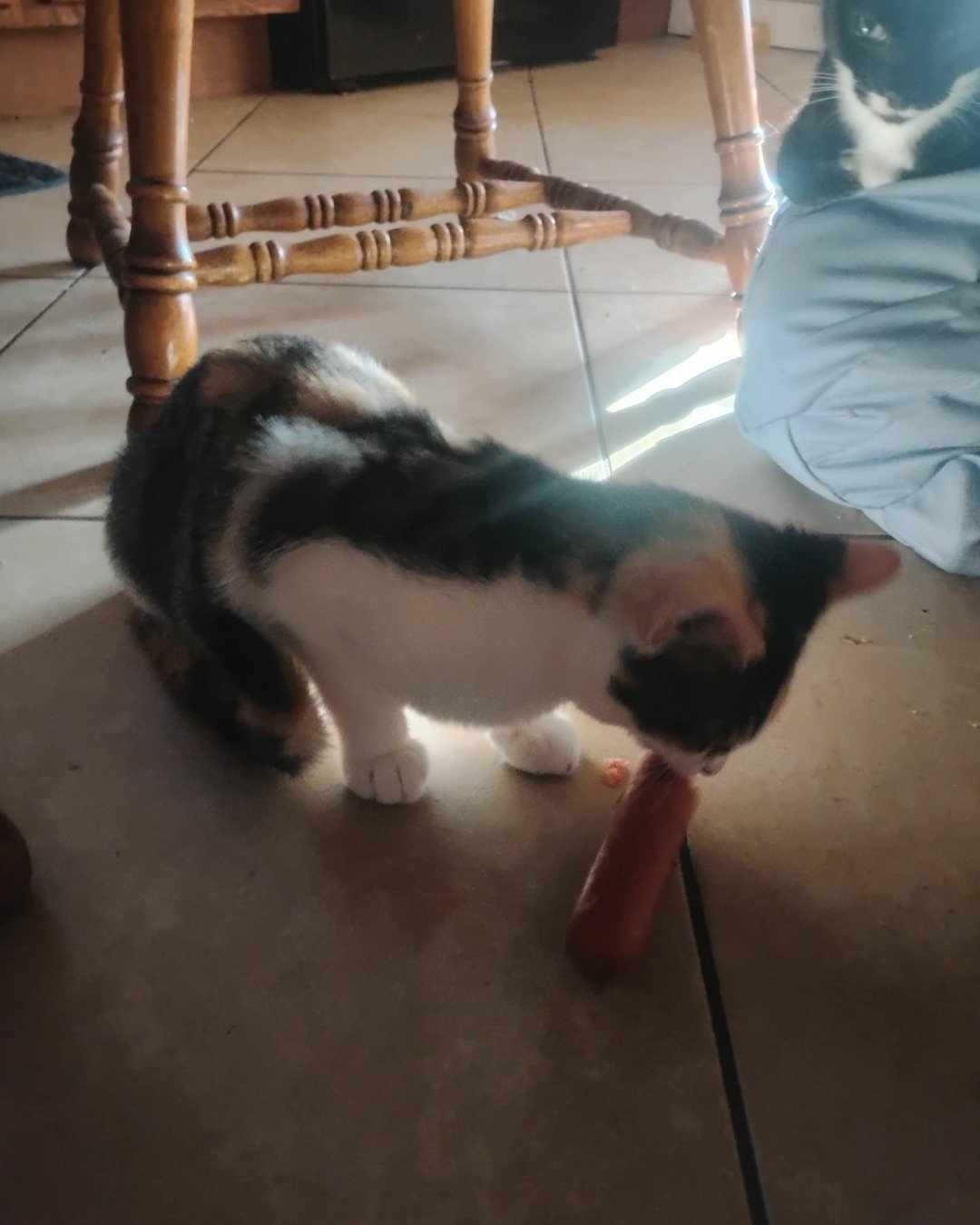Kiki. Floor, Dining Table, Furniture, Table, Flooring, Cat