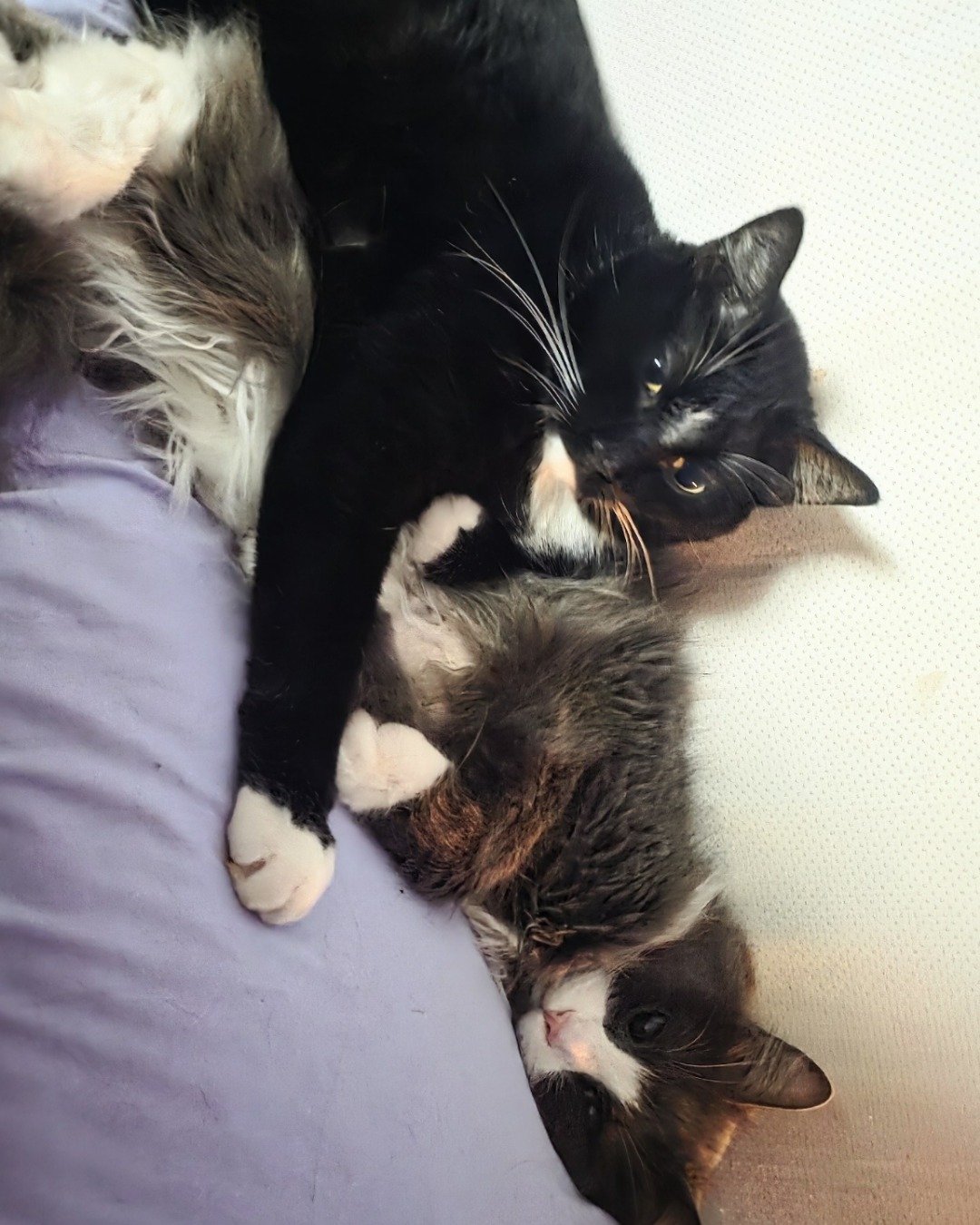 Mr.Pickles the Tuxedo cat. Cat, Kitten, Couch, Furniture, Manx, Cushion