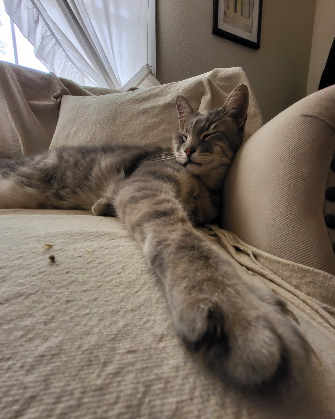 Jack the Tabby. Couch, Furniture, Cushion, Home Decor, Cat, Kitten