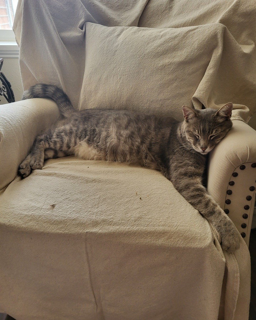 Jack the Tabby. Couch, Furniture, Chair, Cushion, Home Decor, Cat