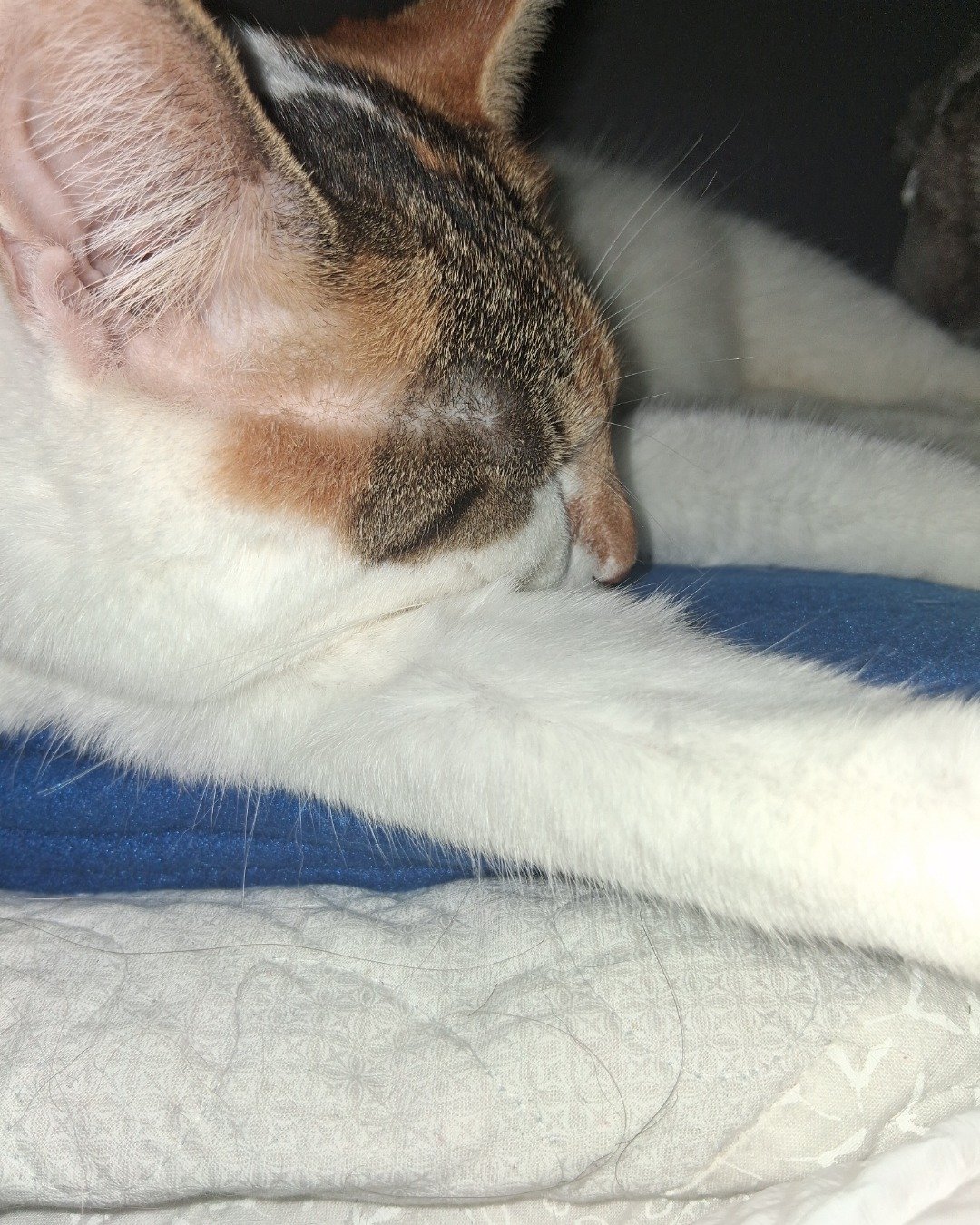Callie the Calico maincoon. Cat, Abyssinian, Kitten