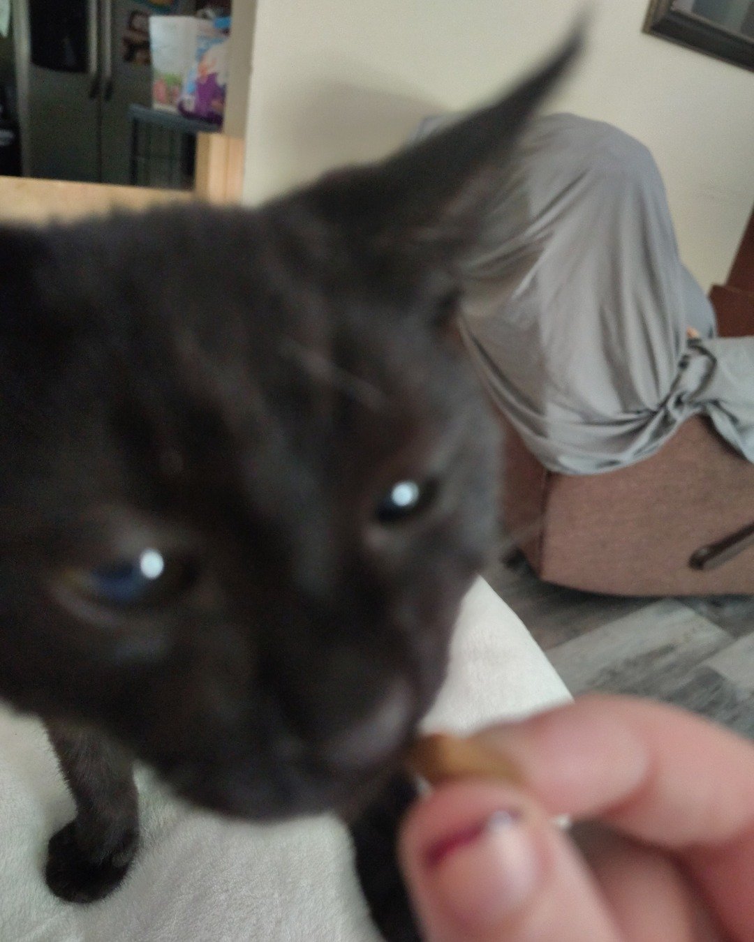 Fish. Cat