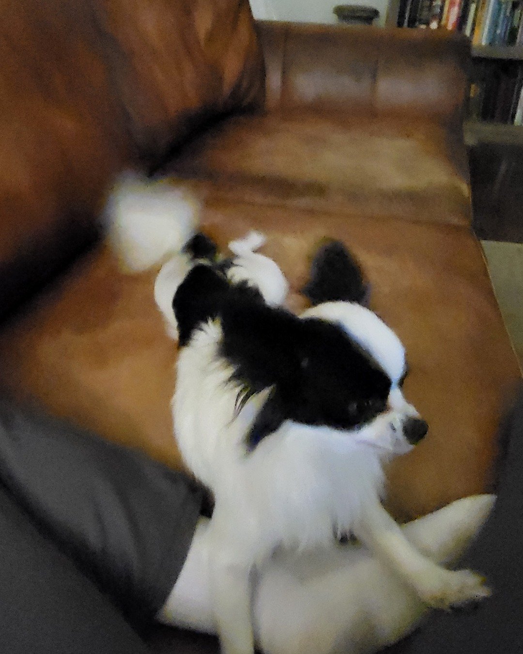 Danny the Long haired Chihuahua. Couch, Furniture, Dog, Puppy, Cocker Spaniel, Papillon