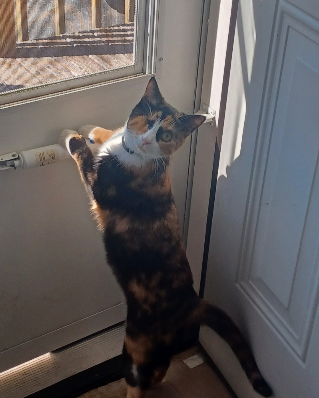 patches the calico. Door, Cat, Window, Kitten