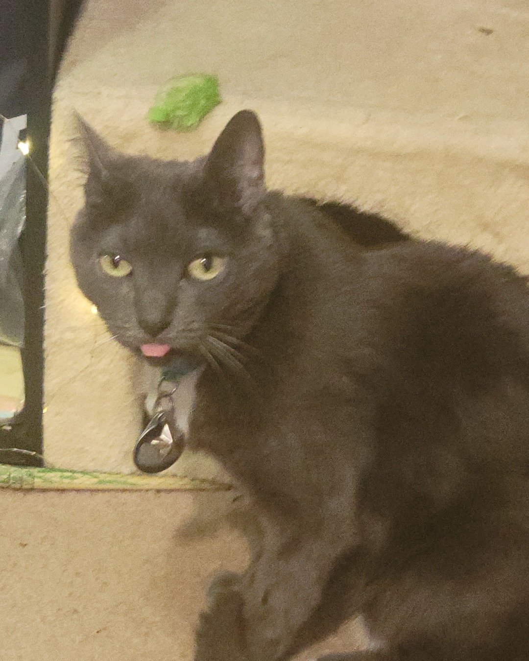 Ms. Kitty. Cat, Black Cat, Accessories