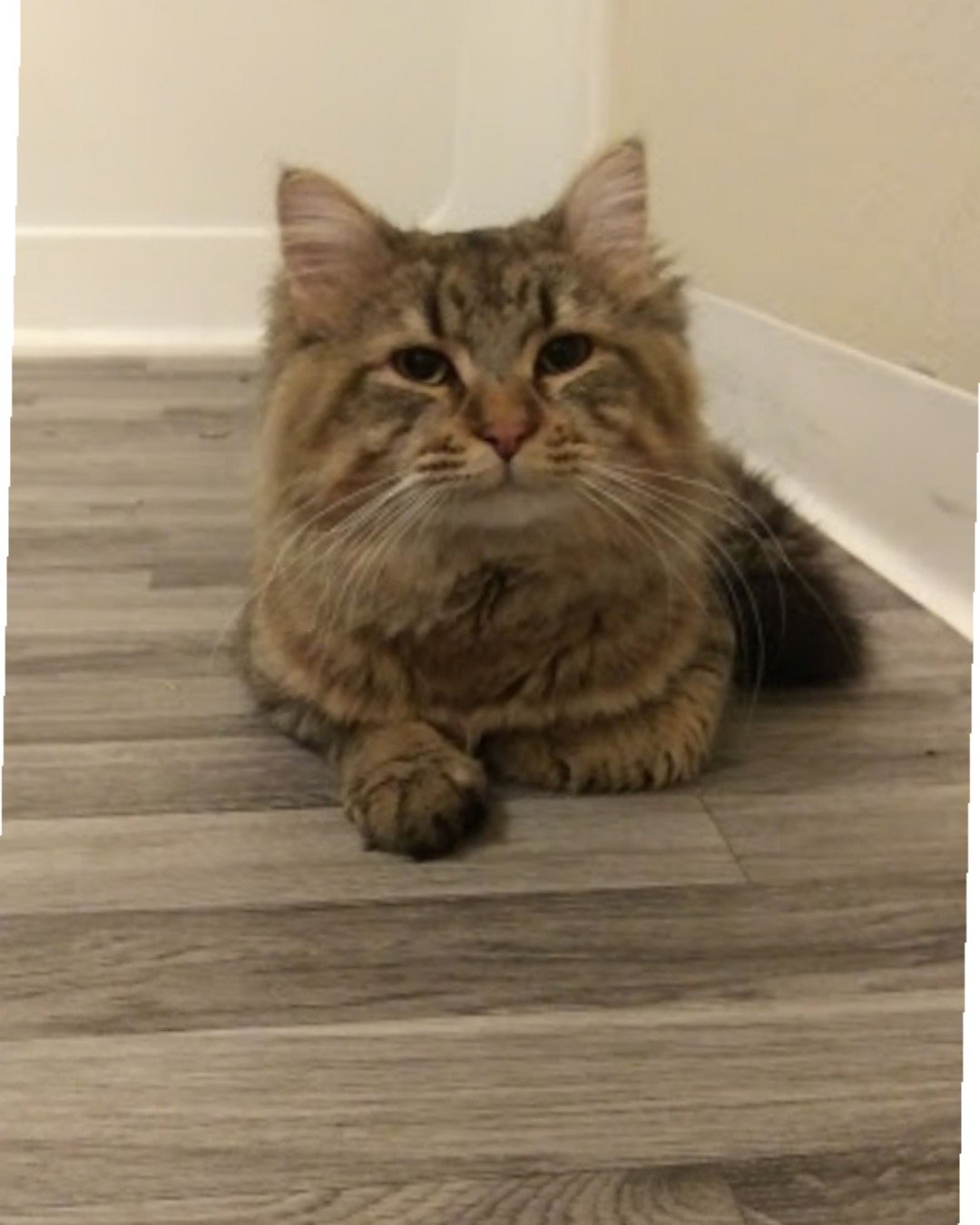Booey; Baby Boy; Ka-Booey; Boo-Titters the MaineCoon Mix, Tabby. Hardwood, Wood, Floor, Cat, Indoors, Interior Design