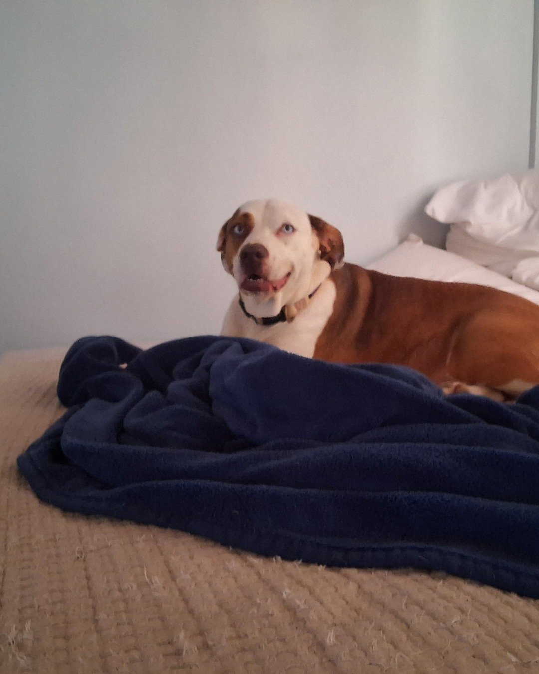 Daisy the Australian shepherd pit bull mix. Blanket, Dog