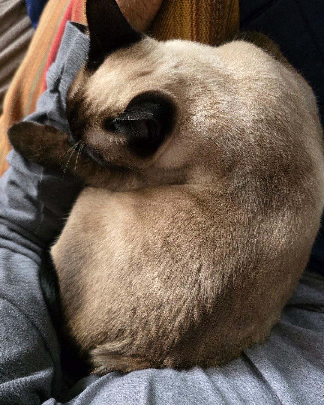 Luna🌙💫 (twin of Stella) the Siamese. Cat, Siamese, Bear