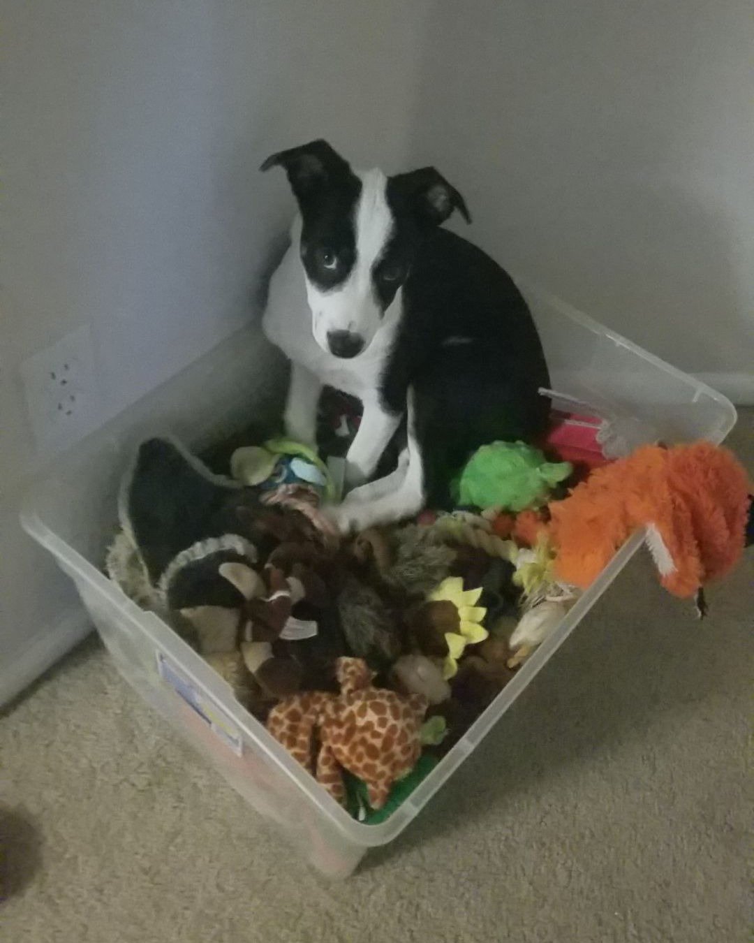 Midi the Aussie/ Blue Heeler — Dog, Puppy, Boston Bull, Bulldog, Box, Ball