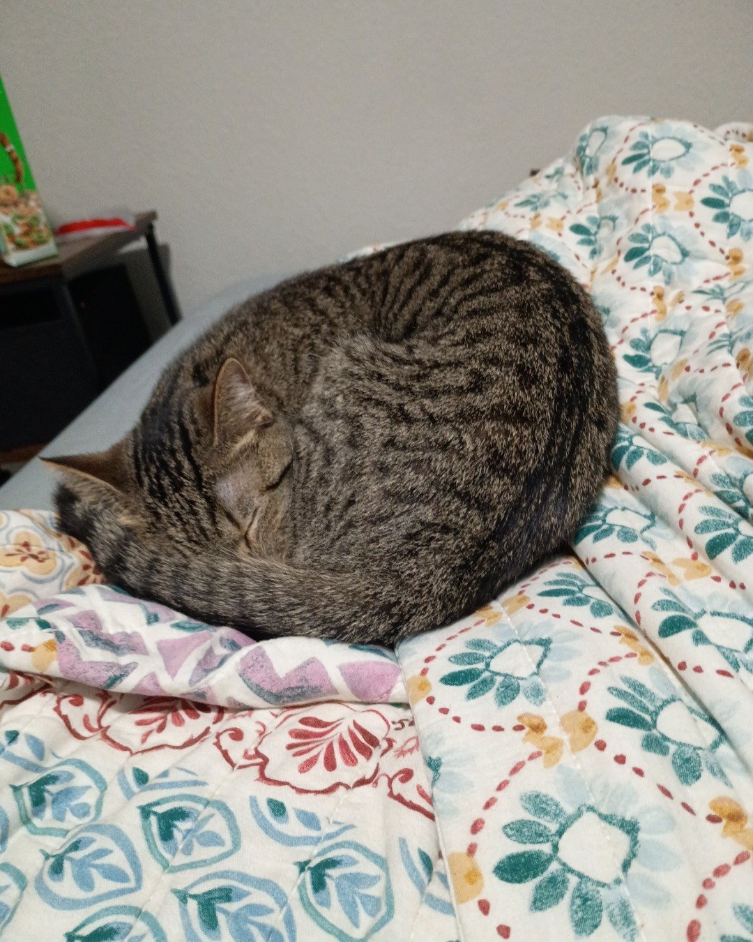 lilly. Blanket, Cat, Furniture, Bed, Cushion, Home Decor
