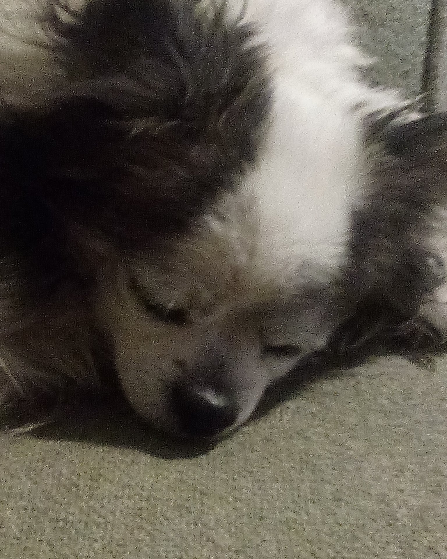 Patches the Long Hair Chihuahuas. Dog, Puppy, Person, Sleeping, Eskimo Dog