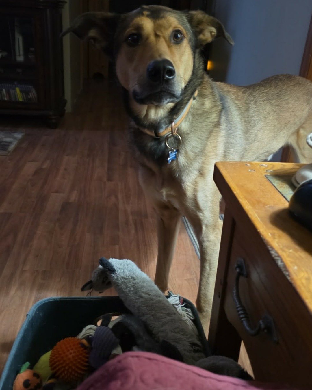 Bosco Stix the Super Mutt. Drawer, Furniture, Wood, Dog, Puppy, Hound