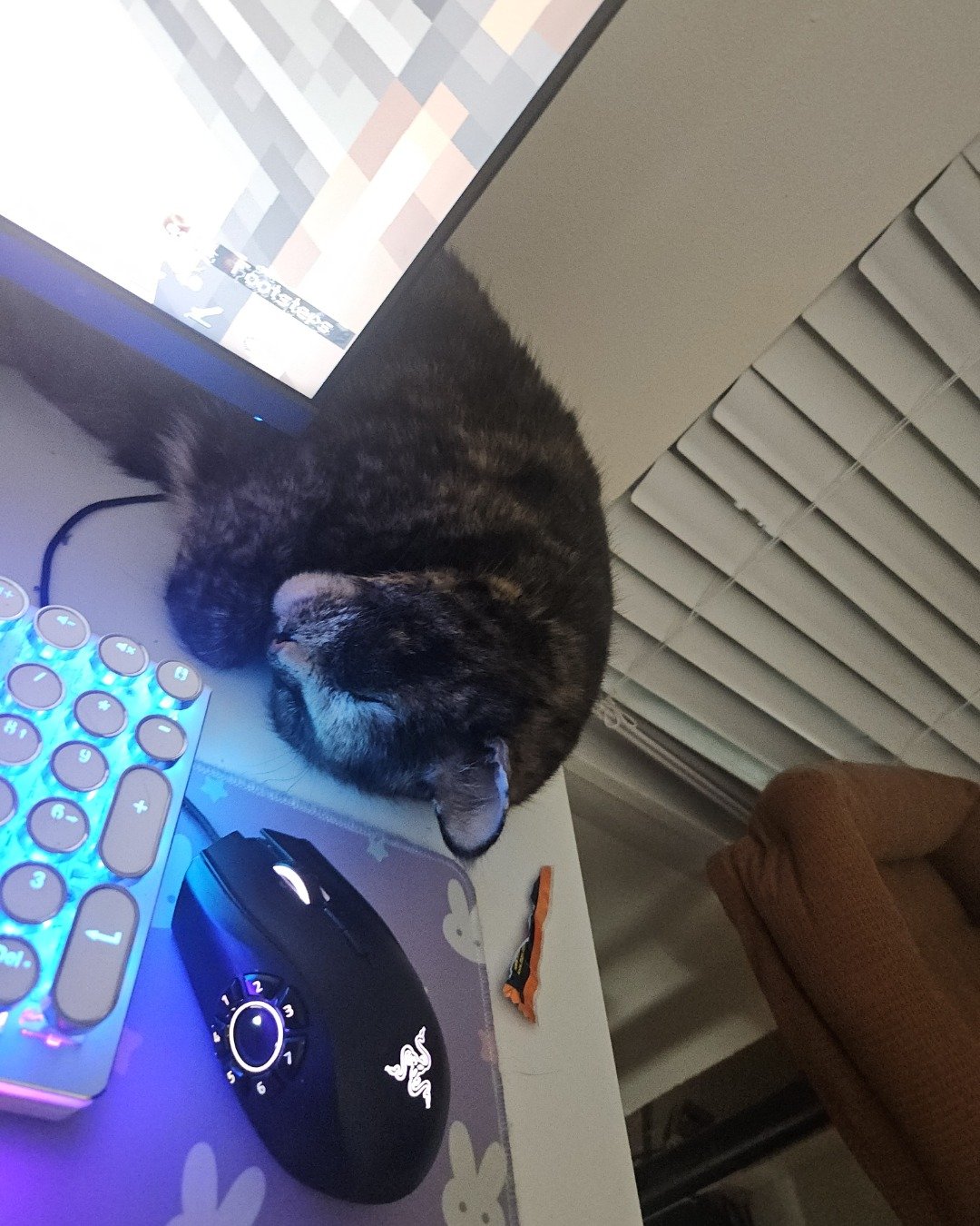 Snickers the fat. Computer Hardware, Electronics, Hardware, Mouse, Furniture, Table