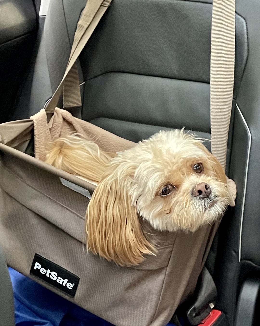 Chewie the Peekapoo — Dog