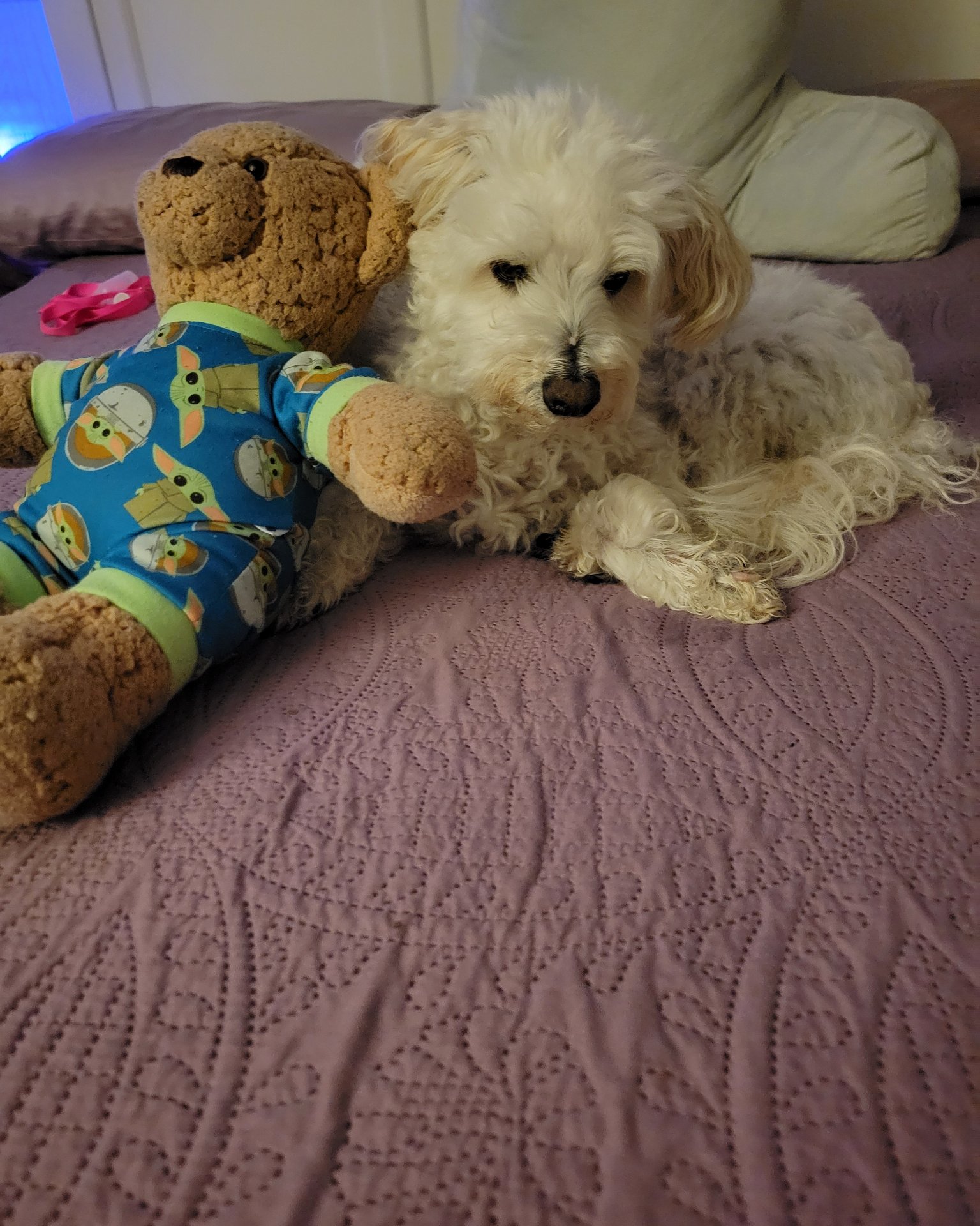 Bear the Maltipoo. Couch, Furniture, Dog, Puppy, Toy, Cushion