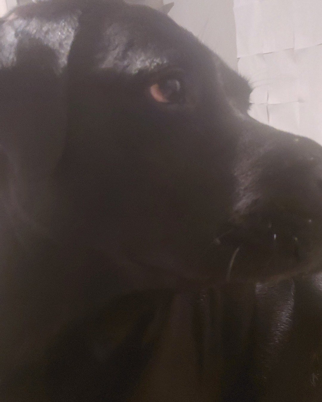 gunner the lab. Dog, Labrador Retriever