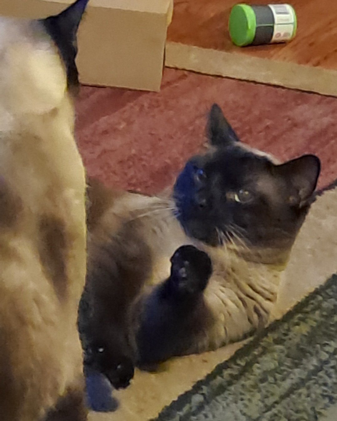 Twin love ❤ (Stella and Luna) the Siamese. Cat, Siamese, Monkey