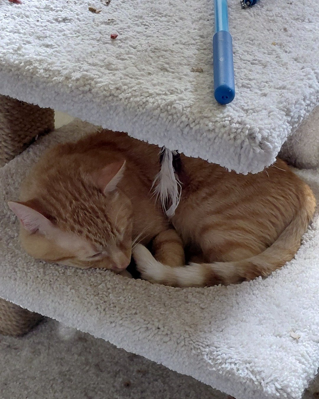 Phenyx the Orange tabby. Cat, Kitten, Person, Sleeping, Home Decor