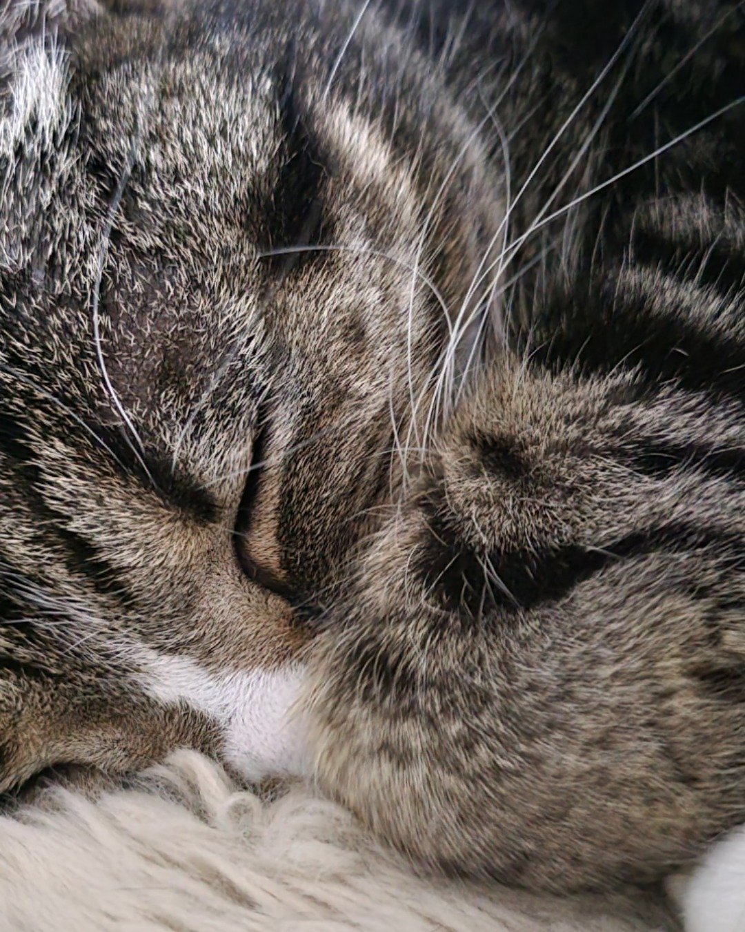 Priscilla the tabby. Person, Sleeping, Cat