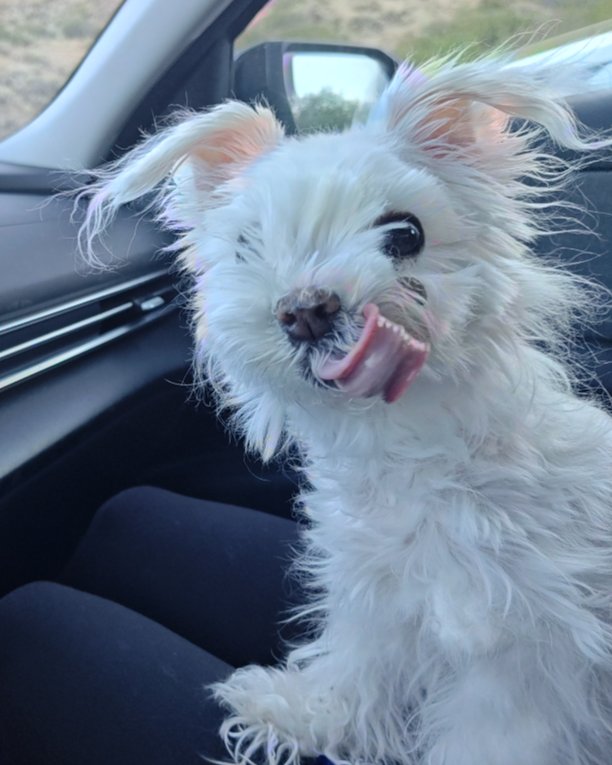 Liberty the Maltese Yorkie mix. Dog, Puppy, White Dog