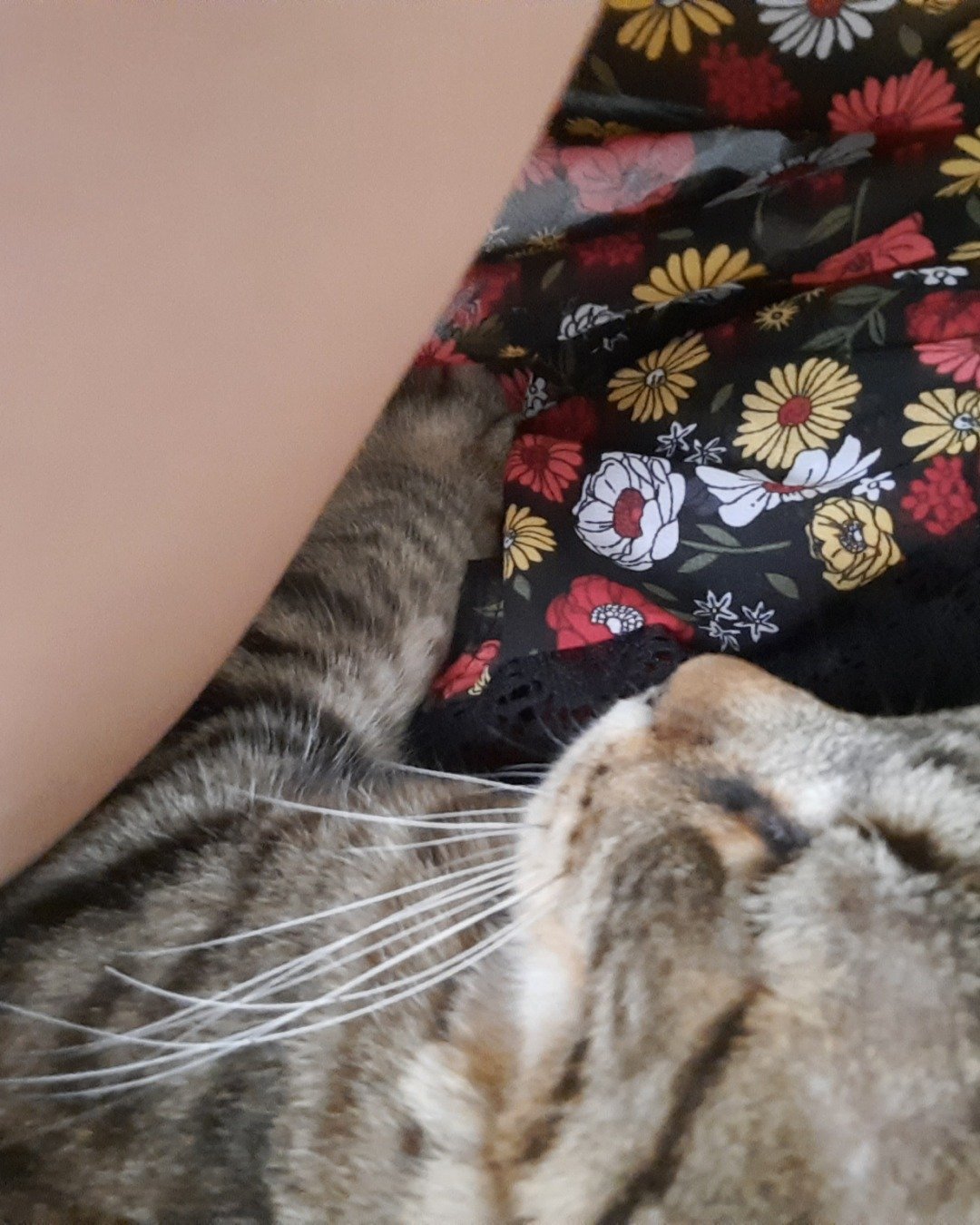 Gracie the taby cat. Person, Sleeping, Cat, Kitten, Furniture