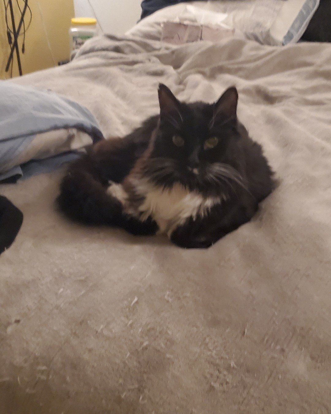 Thaddeus Maximus the Tuxedo cat. Furniture, Cat, Kitten, Bed, Blanket, Bedroom
