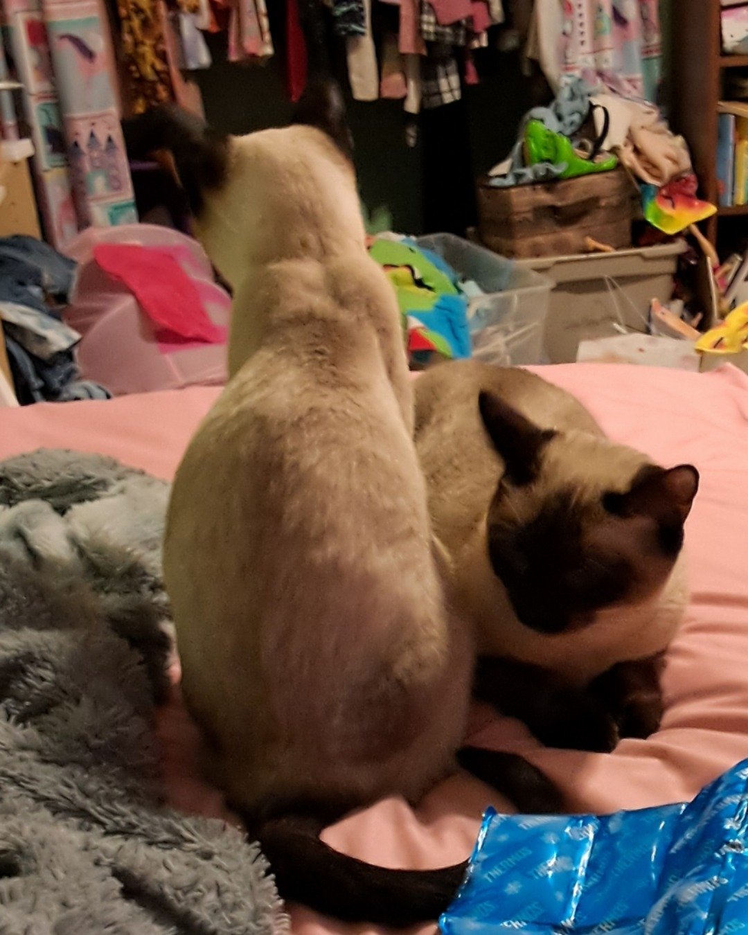 Twin love ❤ (Stella and Luna) the Siamese. Cat, Siamese, Dog, Furniture
