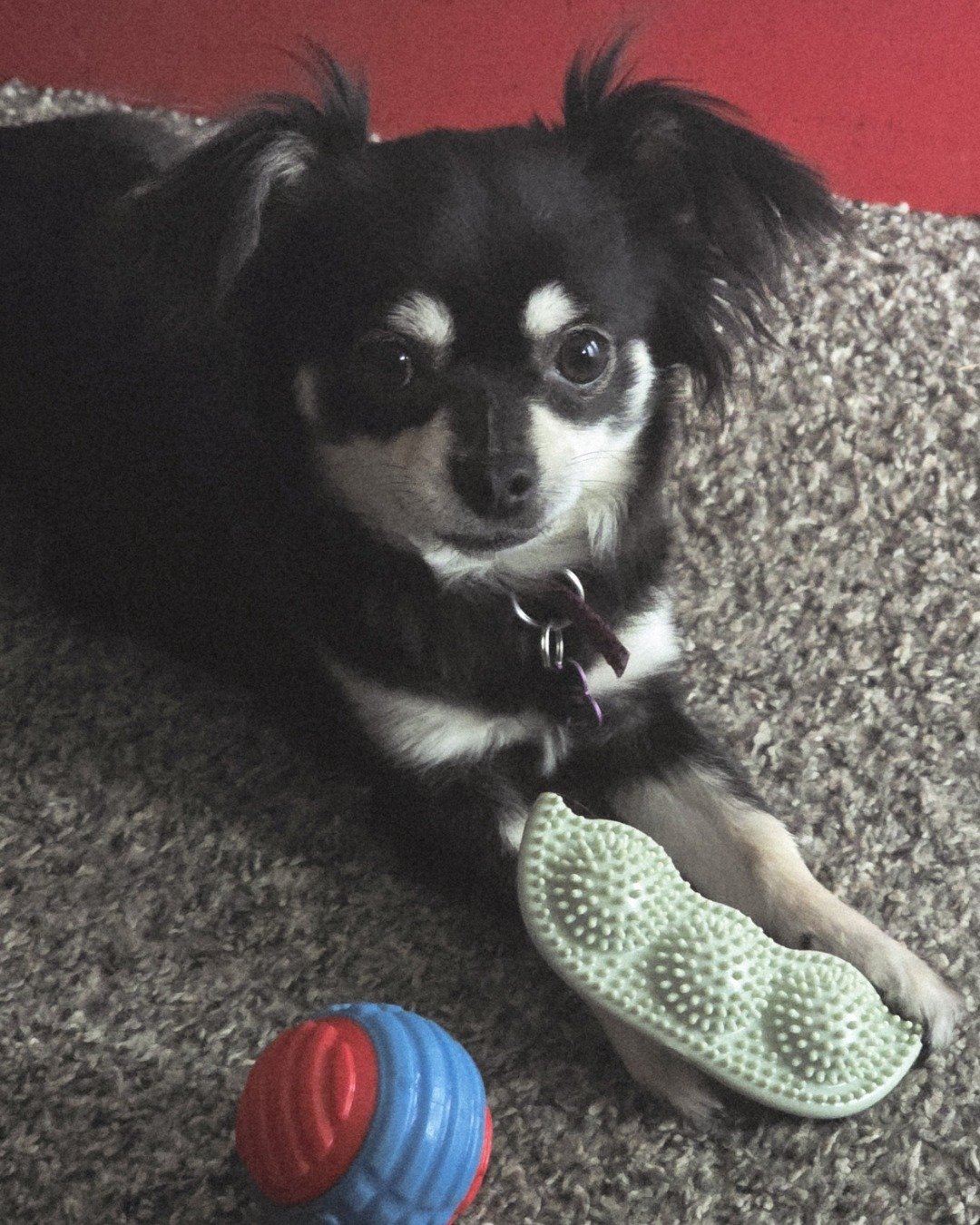 Mango 🥭 the Chihuahua. Dog, Puppy, Chihuahua, Ball, Sport, Tennis